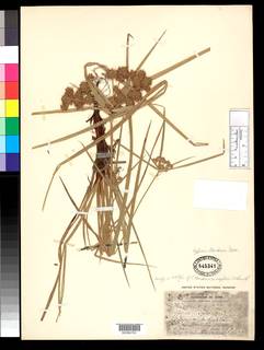 To NMNH Botany Collections (
Cyperus gardneri vegetior NMNH845341 type 1)