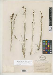 To Rhynchospora_saxicola_NMNH1438591_type_1