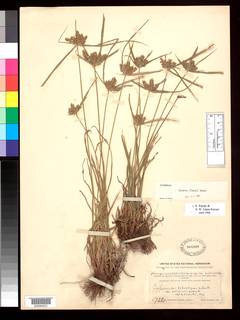 To NMNH Botany Collections (Cyperus subambiguus pallidicolor NMNH304899 type 1)