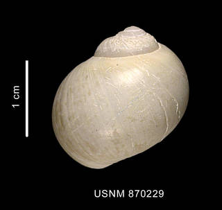 To NMNH Extant Collection (Falsilunatia soluta (Gould, 1848) shell dorsal view)
