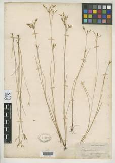 To Rhynchospora_podosperma_NMNH47560_type_1