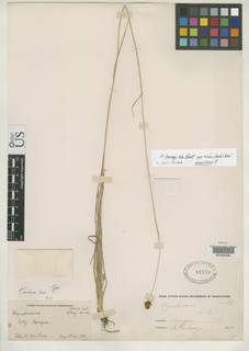 To Rhynchospora_culixa_NMNH61759_type_1