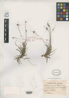 To NMNH Botany Collections (Scleria nana NMNH1540607 type 1)