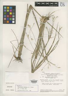 To Rhynchospora_eburnea_NMNH2971828_type_1