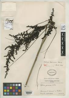 To Gahnia_baniensis_NMNH1427876_type_1