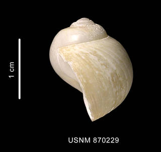 To NMNH Extant Collection (Falsilunatia soluta (Gould, 1848) shell lateral view)