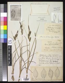 To Carex_vulgaris.lipocarpa_NMNH85936_type_1