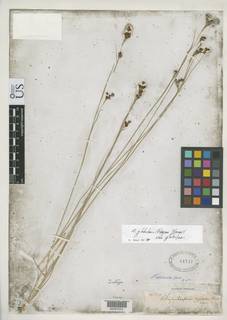 To Rhynchospora_obliterata_NMNH61747_type_1