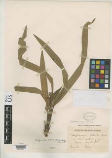 To NMNH Botany Collections (Becquerelia bullata NMNH597992 type 1)