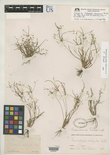 To Fimbristylis_alamosana_NMNH42764_type_1