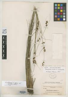 To Rhynchospora_plumosa.interrupta_NMNH218517_type_1