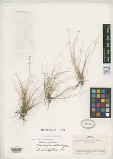 To Rhynchospora_smithii_NMNH2280784_type_1