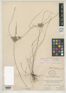 To Cyperus_tenuis.grandiceps_NMNH533017_type_1