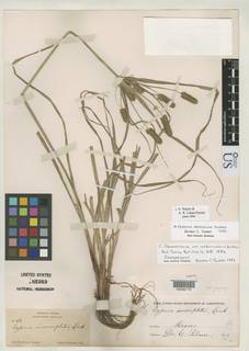 To NMNH Botany Collections (Cyperus flavomariscus peduncularis NMNH81919 type 1)