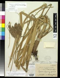 To NMNH Botany Collections (Cyperus pennatiformis bryanii NMNH690703 type 1)