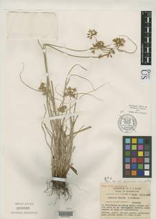 To NMNH Botany Collections (Cyperus clarus NMNH3151519 type 1)