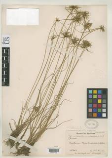 To NMNH Botany Collections (Cyperus lanceolatus subunioloides NMNH818706 type 1)