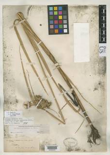 To Scirpus_campestris_NMNH61873_type_1