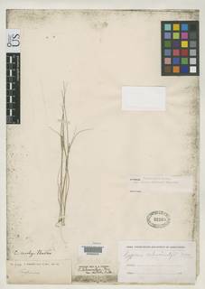 To Cyperus_schweinitzii.debilis_NMNH32203_type_1