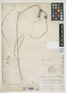 To NMNH Botany Collections (Cyperus wrightii NMNH32298 type 1)