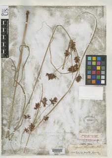 To NMNH Botany Collections (
Cyperus hallii NMNH32003 type 1)