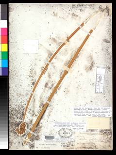 To Scirpus_lacustris.occidentalis_NMNH61514_type_1