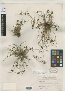 To NMNH Botany Collections (Scirpus annamicus NMNH1427434 type 1)