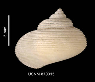 To NMNH Extant Collection (Falsimargarita gemma (Smith, 1915) shell dorsal view)