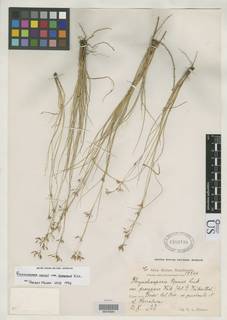 To NMNH Botany Collections (Rhynchospora tenuis prorepens NMNH1302710 type 1)