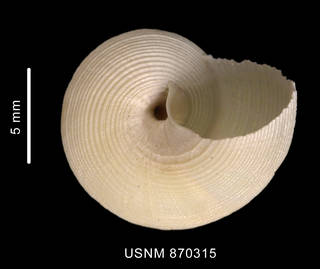 To NMNH Extant Collection (Falsimargarita gemma (Smith, 1915) shell bottom view)