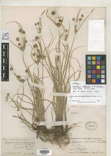 To NMNH Botany Collections (Mariscus litoreus NMNH31859 type 1)