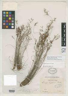 To Bulbostylis_paraensis_NMNH1112520_type_1