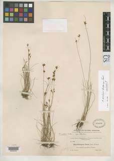 To Rhynchospora_curtissii_NMNH314423_type_1