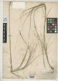 To Rhynchospora_racemosa_NMNH47561_type_1