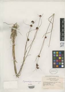 To Rhynchospora_cephalantha.attenuata_NMNH1655538_type_1