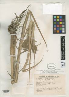 To Cyperus_digitatus.obtusifructus_NMNH1545936_type_1