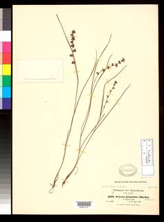 To NMNH Botany Collections (Scleria hispidula NMNH3648024 type 1)