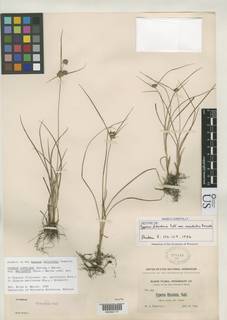 To Cyperus_filiculmis.macilentus_NMNH278449_type_1