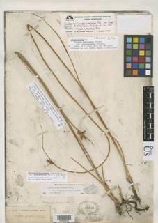 To Scirpus_americanus.longispicatus_NMNH62325_type_1