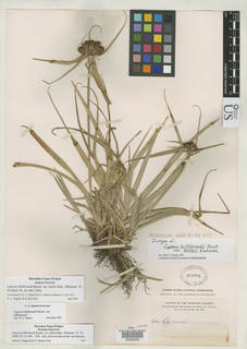 To NMNH Botany Collections (Cyperus hillebrandii helleri NMNH262882 type 1)