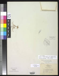 To NMNH Botany Collections (Cyperus pseudovegetus megalanthus NMNH85924 type 1)