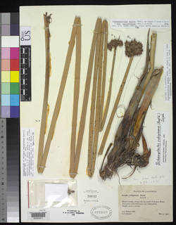 To Scirpus_rubiginosus_NMNH2133197_type_1