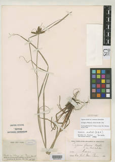 To NMNH Botany Collections (Cyperus mutisii contractus NMNH82709 type 1)