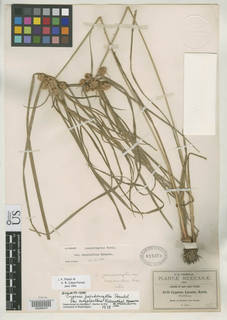 To NMNH Botany Collections (Cyperus pseudovegetus megalanthus NMNH818378 type 1)