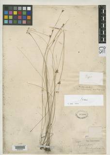 To Rhynchospora_brachychaeta_NMNH47554_type_1