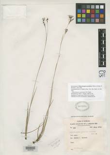 To Rhynchospora_graminea_NMNH1672080_type_1