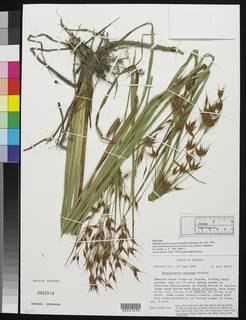 To Ceratoschoenus_macrostachyus.patulus_NMNH3351534_type_1