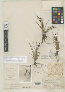 To Carex_vulgaris.limnophila_NMNH85952_type_1