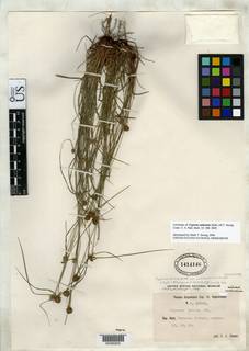 To Cyperus_nanus.subtenuis_NMNH1414146_type_1