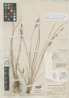 To Carex_vulgaris.lipocarpa_NMNH3151517_type_1